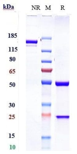 Invitrogen Sintilimab Recombinant Monoclonal Antibody 100 &mu;g:Antibodies,