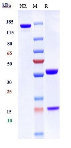 Invitrogen Tislelizumab Recombinant Monoclonal Antibody 100 &mu;g; Unconjugated:Antibodies,
