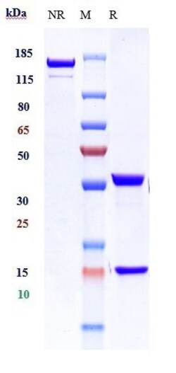 Invitrogen PD-1 (CD279) Biosimilar Recombinant Monoclonal Antibody:Anticuerpos:Anticuerpos