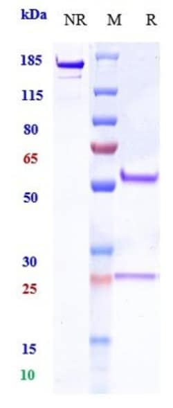 Invitrogen Zimberelimab Recombinant Monoclonal Antibody 100 &mu;g, Unconjugated:Antibodies,