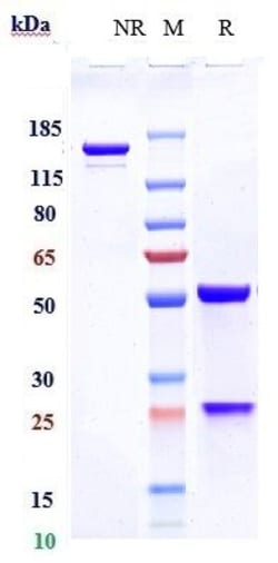 Invitrogen Revdofilimab Recombinant Monoclonal Antibody 100 &mu;g:Antibodies,