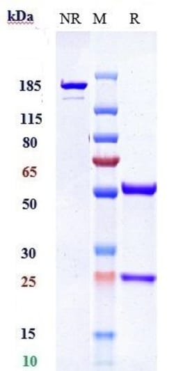 Invitrogen PDGFRB (CD140b) Biosimilar Recombinant Monoclonal Antibody:Antibodies:Primary