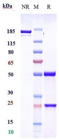 Invitrogen Bavituximab Recombinant Monoclonal Antibody 100 &mu;g, Unconjugated:Antibodies,