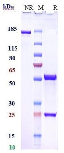 Invitrogen Roledumab Recombinant Monoclonal Antibody 1 mg; Unconjugated:Antikörper