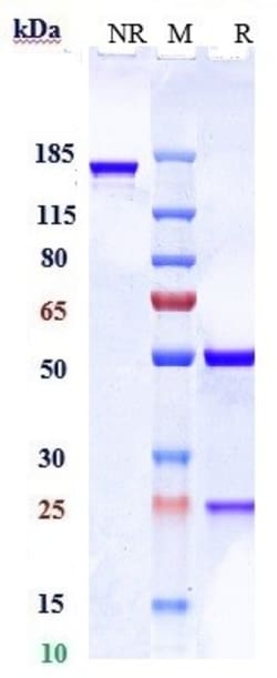Invitrogen Roledumab Recombinant Monoclonal Antibody 100 &mu;g:Antibodies,