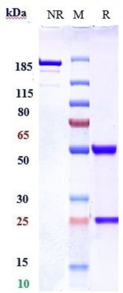 Invitrogen Nogo-A Biosimilar Recombinant Monoclonal Antibody 1 mg:Antibodies,