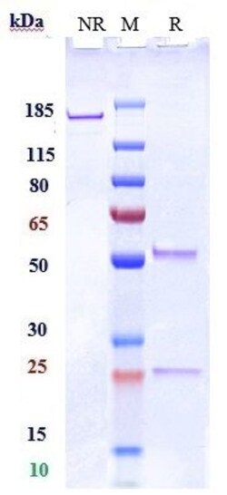 Invitrogen SIGLEC15 Biosimilar Recombinant Monoclonal Antibody:Antibodies:Primary