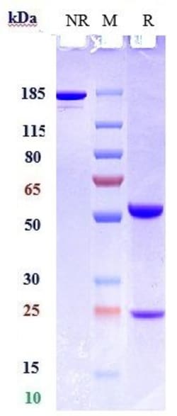 Invitrogen CD22 Biosimilar Recombinant Monoclonal Antibody 100 &mu;g:Antibodies,