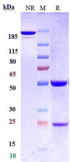 Invitrogen CD22 Biosimilar Recombinant Monoclonal Antibody 100 &mu;g; Unconjugated:Antibodies,