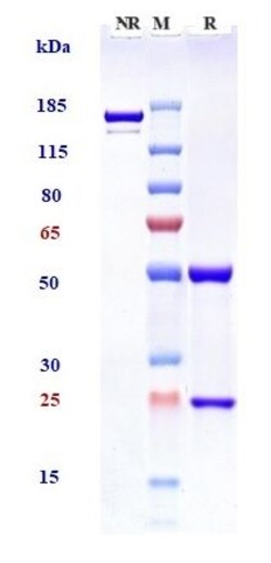 Invitrogen Pinatuzumab Recombinant Monoclonal Antibody:Antikörper:Primärantikörper