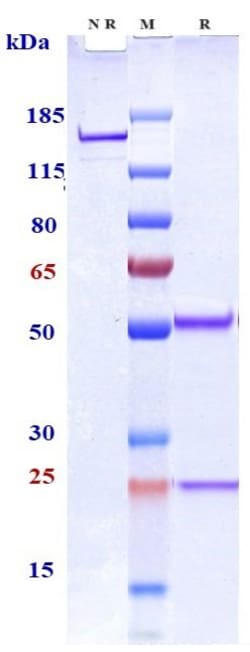 Invitrogen Coltuximab Recombinant Monoclonal Antibody:Antibodies:Primary