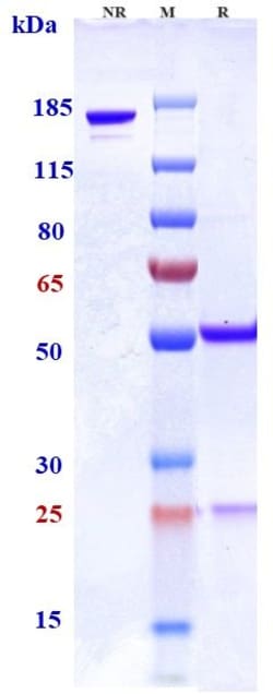 Invitrogen CRACC (CD319) Biosimilar Recombinant Monoclonal Antibody:Antibodies:Primary