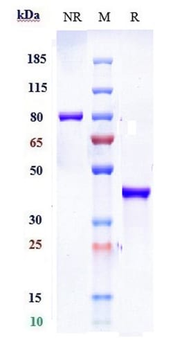 Invitrogen SLC2A8 Biosimilar Recombinant Monoclonal Antibody 100 &mu;g;