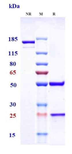 Invitrogen Upifitamab Recombinant Monoclonal Antibody:Antibodies:Primary
