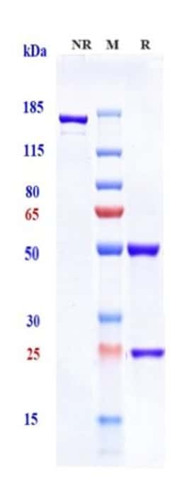 Invitrogen Solanezumab Recombinant Monoclonal Antibody 100 &mu;g:Antibodies,