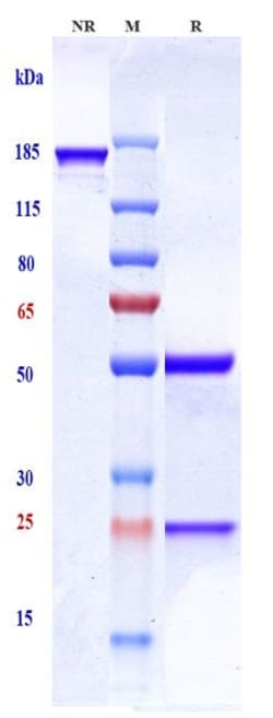 Invitrogen Tadocizumab Recombinant Monoclonal Antibody 100 &mu;g:Antibodies,