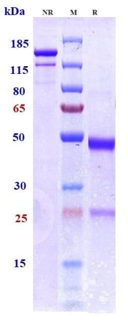 Invitrogen Bepranemab Recombinant Monoclonal Antibody 100 &mu;g:Antibodies,