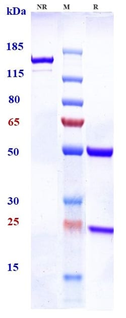 Invitrogen TCR Biosimilar Recombinant Monoclonal Antibody:Antibodies:Primary