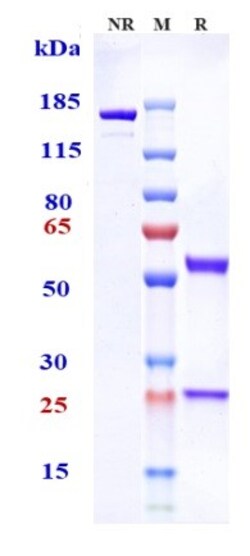 Invitrogen Tenatumomab Recombinant Monoclonal Antibody 100 &mu;g; Unconjugated:Antikörper