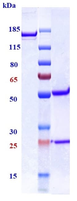 Invitrogen TGF beta-1 Biosimilar Recombinant Monoclonal Antibody 100 &mu;g:Antikörper
