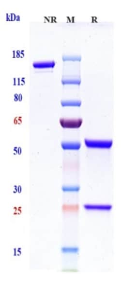 Invitrogen Etigilimab Recombinant Monoclonal Antibody:Antibodies:Primary
