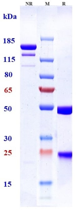 Invitrogen Tesidolumab Recombinant Monoclonal Antibody 100 &mu;g:Antibodies,