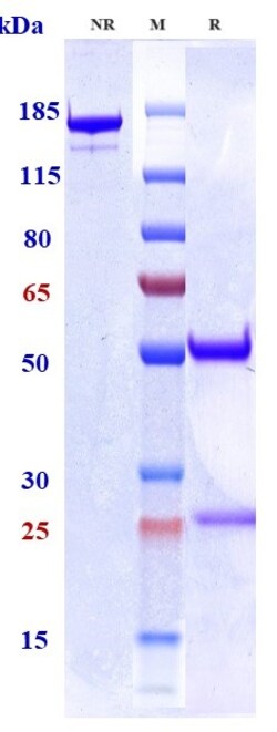 Invitrogen GM-CSF Biosimilar Recombinant Monoclonal Antibody 1 mg; Unconjugated:Antibodies,