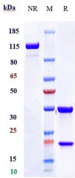 Invitrogen Tilavonemab Recombinant Monoclonal Antibody:Antibodies:Primary