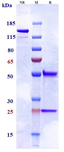 Invitrogen Tilogotamab Recombinant Monoclonal Antibody 1 mg:Antibodies,