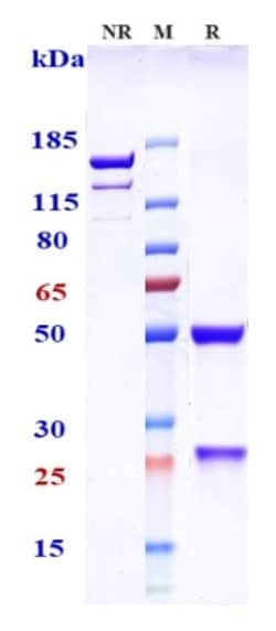 Invitrogen Lexatumumab Recombinant Monoclonal Antibody 1 mg; Unconjugated:Antibodies,