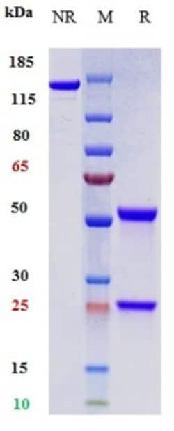 Invitrogen Toripalimab Recombinant Monoclonal Antibody:Antibodies:Primary