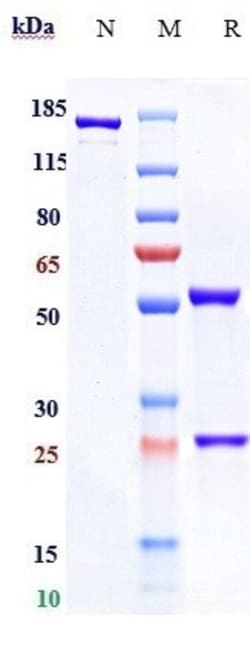 Invitrogen OX40 (CD134) Biosimilar Recombinant Monoclonal Antibody 1 mg;