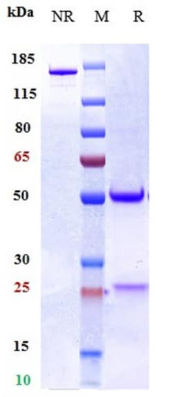 Invitrogen Torudokimab Recombinant Monoclonal Antibody 100 &mu;g:Antibodies,