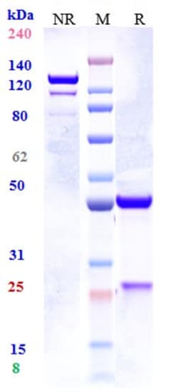 Invitrogen Tozorakimab Recombinant Monoclonal Antibody 100 &mu;g; Unconjugated:Antibodies,