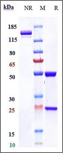 Invitrogen beta Amyloid Biosimilar Recombinant Monoclonal Antibody:Antibodies:Primary