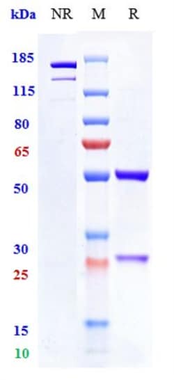 Invitrogen Mitazalimab Recombinant Monoclonal Antibody 1 mg; Unconjugated:Antikörper