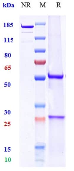 Invitrogen Ravagalimab Recombinant Monoclonal Antibody:Antibodies:Primary