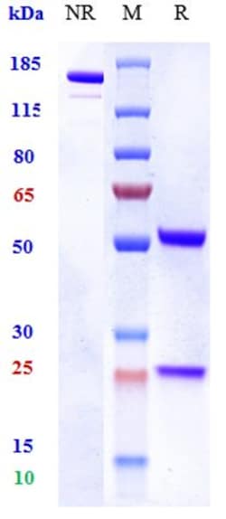 Invitrogen Pateclizumab Recombinant Monoclonal Antibody:Antibodies:Primary