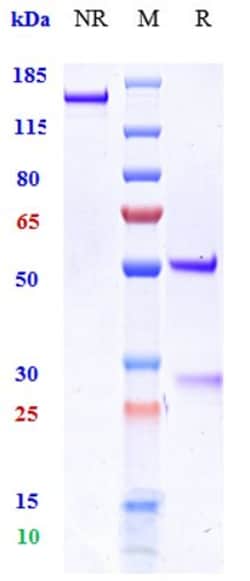 Invitrogen MICB Biosimilar Recombinant Monoclonal Antibody:Antibodies:Primary