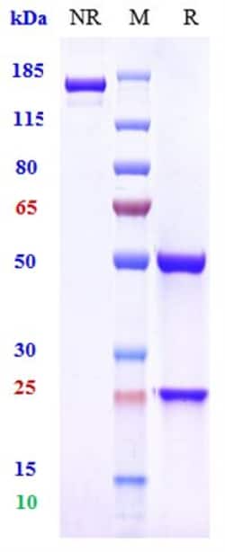Invitrogen Sibeprenlimab Recombinant Monoclonal Antibody:Antibodies:Primary