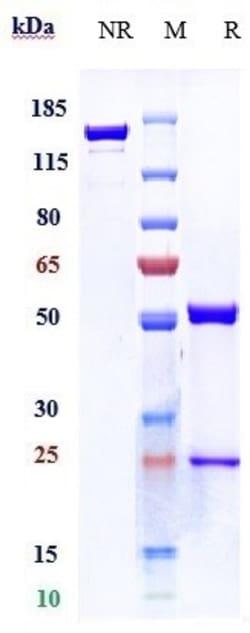 Invitrogen Tabalumab Recombinant Monoclonal Antibody:Antibodies:Primary