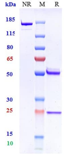 Invitrogen beta Amyloid Biosimilar Recombinant Monoclonal Antibody:Antibodies:Primary