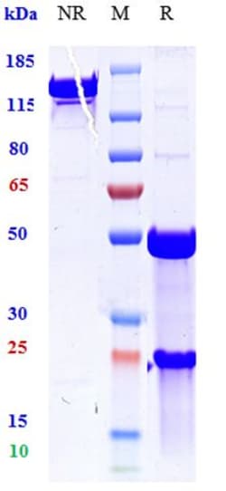 Invitrogen TNF alpha Biosimilar Recombinant Monoclonal Antibody 100 &mu;g:Antibodies,
