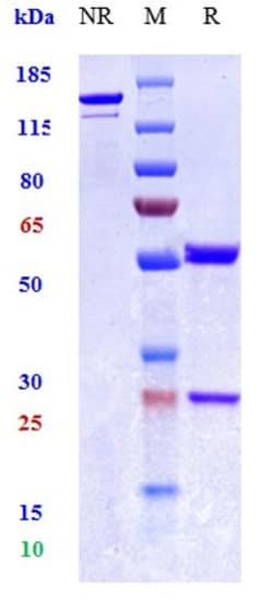 Invitrogen TNF alpha Biosimilar Recombinant Monoclonal Antibody 100 &mu;g:Antibodies,