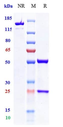 Invitrogen Vibostolimab Recombinant Monoclonal Antibody:Antibodies:Primary