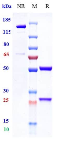 Invitrogen Vilobelimab Recombinant Monoclonal Antibody 1 mg; Unconjugated:Antibodies,