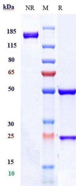 Invitrogen CD37 Biosimilar Recombinant Monoclonal Antibody 100 &mu;g; Unconjugated:Antibodies,