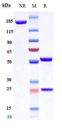 Invitrogen Volociximab Recombinant Monoclonal Antibody 1 mg; Unconjugated:Antibodies,