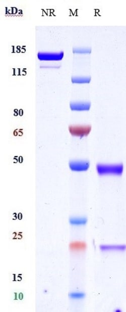 Invitrogen Vonlerizumab Recombinant Monoclonal Antibody:Antikörper:Primärantikörper