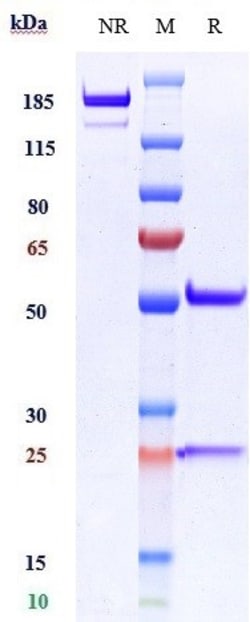Invitrogen VCAM-1 (CD106) Biosimilar Recombinant Monoclonal Antibody:Antibodies:Primary